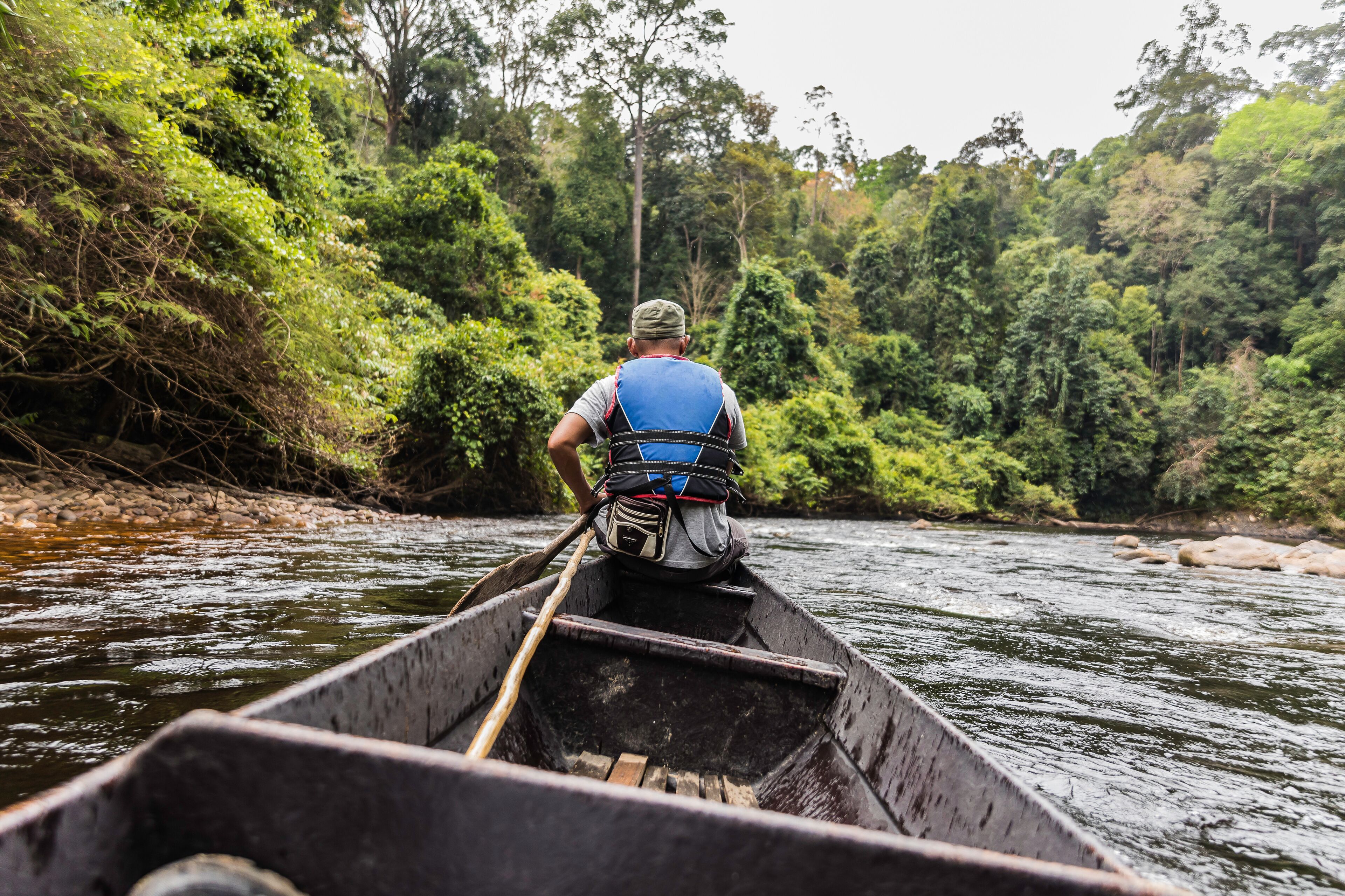 Taman Negara rainforest, Malaysia