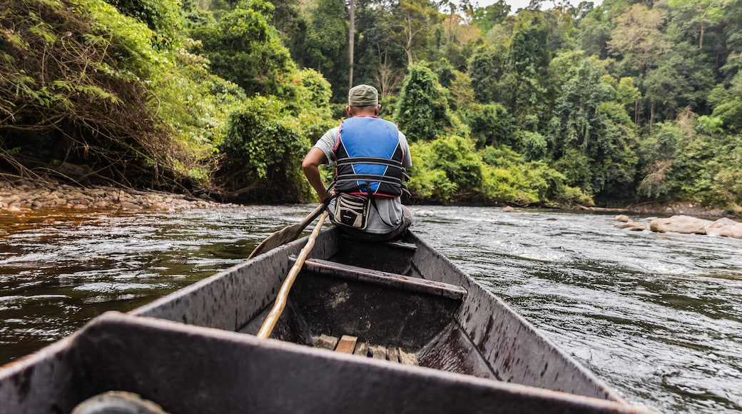 Taman Negara rainforest, Malaysia