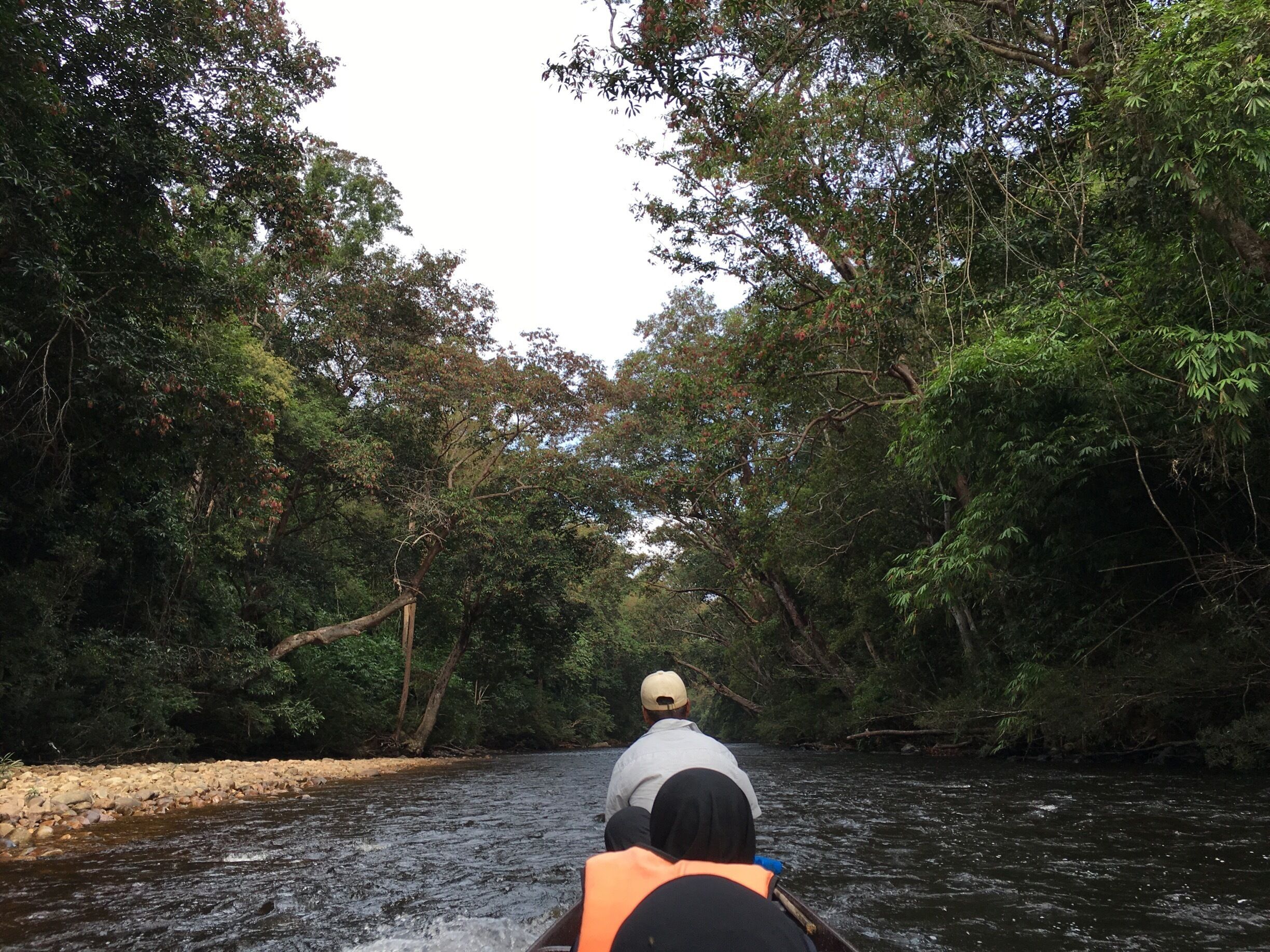 Lata Berkoh boat ride.  A very relaxing ride through rows and rows of trees. 