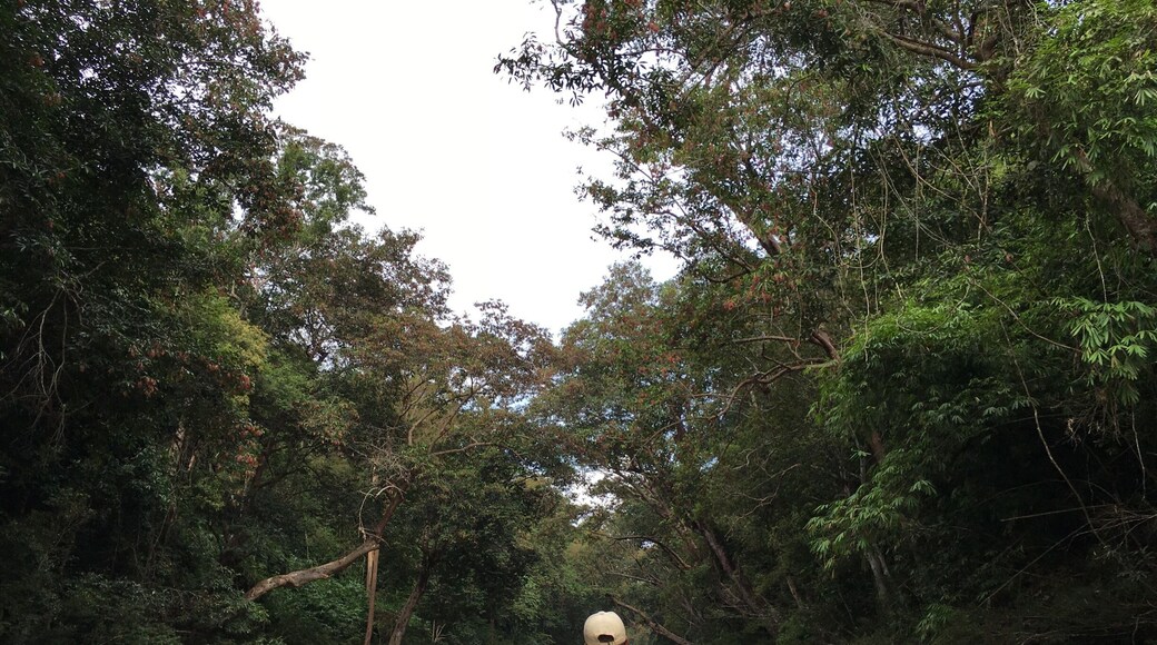 Lata Berkoh boat ride. A very relaxing ride through rows and rows of trees.
