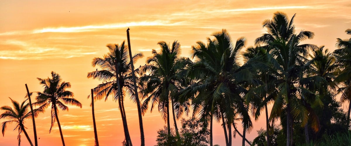 If you ever get a chance to experience the backwaters of Kerala , go for it blindfolded as you won't know what surprise is in store for you . This one is not a painting !
#bruisedpassports #sunset
