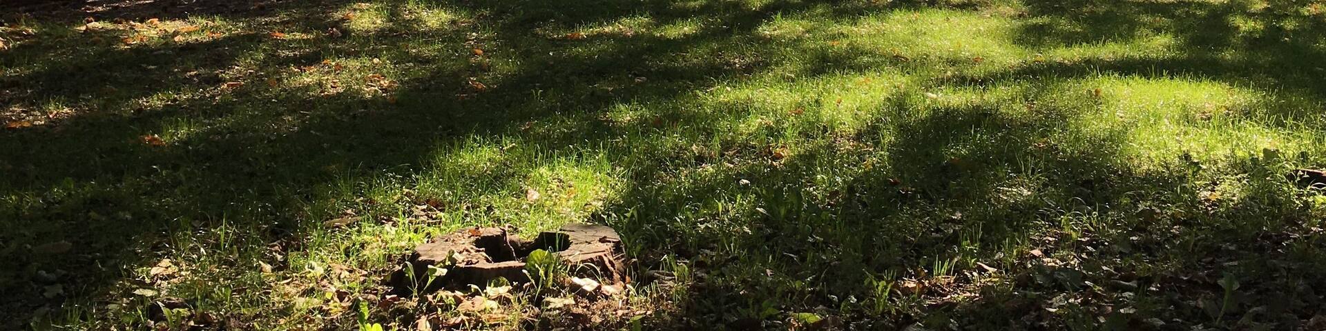 Foto scattata presso il laghetto di Origlio