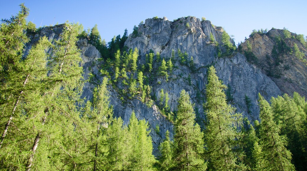 بوي سانت فينسينت