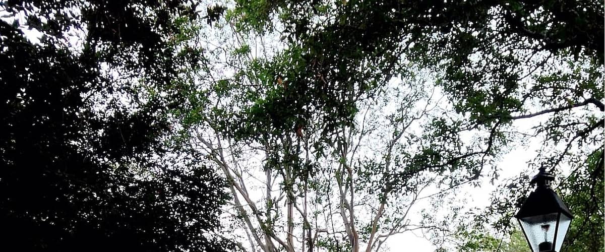 Built in 1790, Washington Square was named in 1791 for the first President of the United States, who visited Savannah in that year. Washington Square had been the site of the Trustees' Garden. Named for the trustees of Oglethorpe's colony the garden was the proving ground for a variety of experimental crops—including mulberry (for silkworms), hemp, and indigo—viewed as potential cash crops for the new colony. Most of these experiments proved unsuccessful. Washington Square is on Houston, between Bryan and Congress Streets. Washington Square was one of only two squares named to honor a then-living person; Troup Square was the other. Washington Square was once the site of massive New Year's Eve bonfires; these were discontinued in the 1950s.