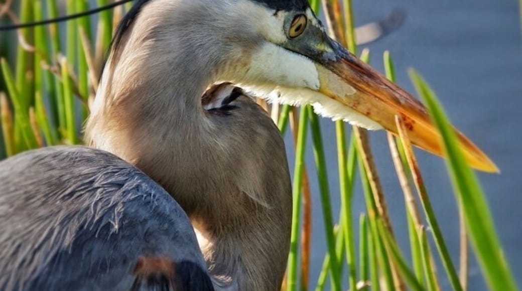 This is a map unknown state park in south Carolina just minutes from savannah. I came across it driving state roads back from Charleston. The gates close at 5, so go early. It is a 3 mile loop that has many water alleys, swamps, and a lot of moss covered live oaks. Animals are all around. There are alligators, Herons, egrets, little swallows, and frogs everywhere. If your in savannah it would be worth the few minutes drive up if you get the chance and like southern coastal wildlife, just don't feed the gators if you value your hands.