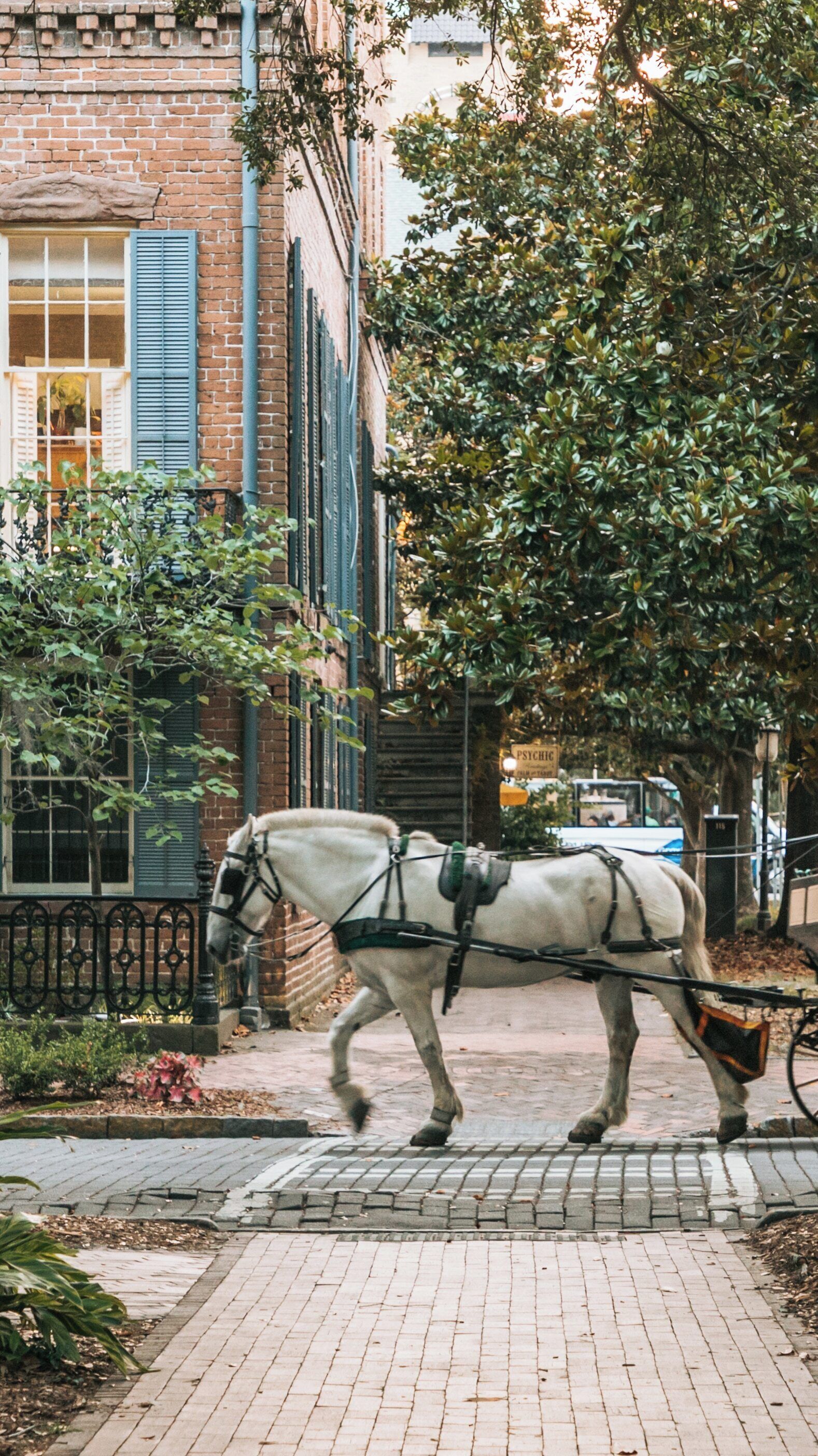 Historic ambiance in Oglethorpe Square showcases a horse-drawn carriage navigating the charming streets of Savannah, Georgia during twilight hours