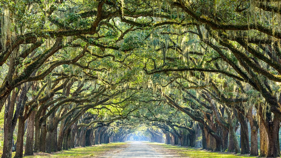 A tree-lined road with moss-covered trees and a clear sky.