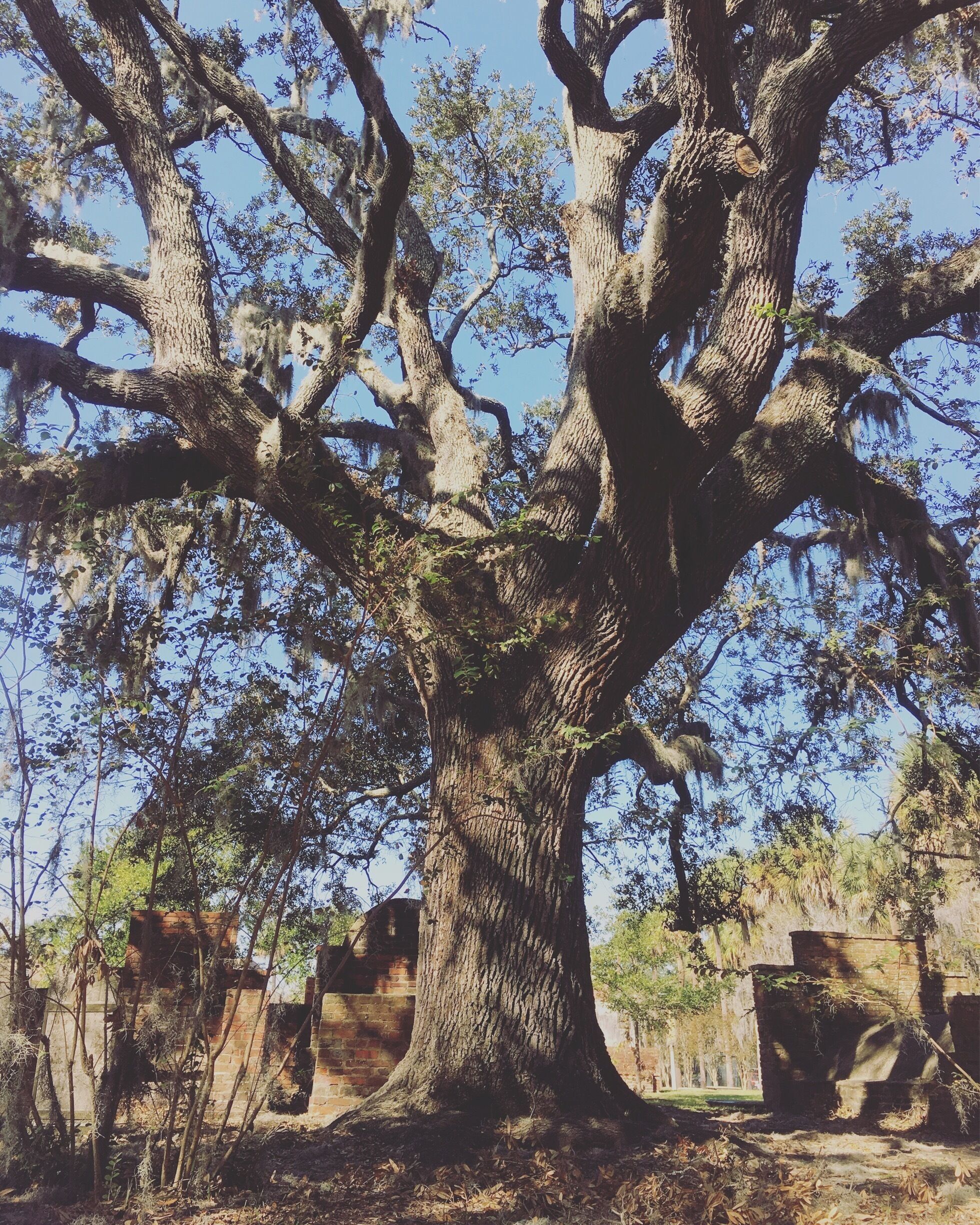 Colonial Park Cemetery opened in 1750. It is the oldest burial ground in Savannah which can still be identified by your average tourist. There are a few burial grounds which were used prior to 1750. They have all been covered up, built on top of or paved over. The habit of building over the dead has earned Savannah the title of the City That lives upon her Dead. One of the oldest, if not the oldest, is at the south-west corner of Wright Square. Within the 6 acres of ground which make up Colonial Park Cemetery there are over 10,000 people buried; however, there are not even 1,000 grave markers. Many people were buried in mass graves. Others had their grave marker knocked over or destroyed. Many people believe this willful desecration of burial grounds helps to fuel the haunted activity which is attributed to Colonial Park Cemetery. #halloweenweekend #colonialparkcemetery #savannahga #hauntedcity #cemetery