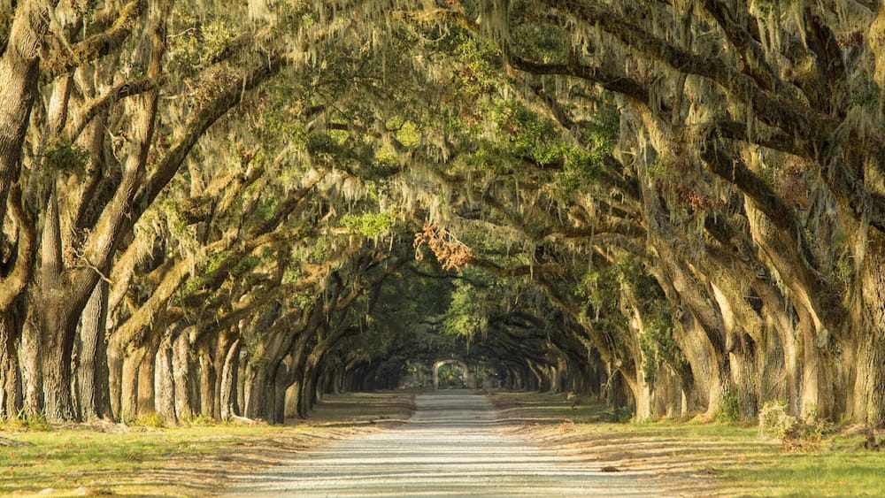 Oak tree lined road in Savannah, Georgia.