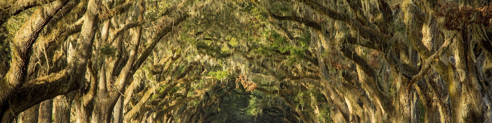 Oak tree lined road in Savannah, Georgia.