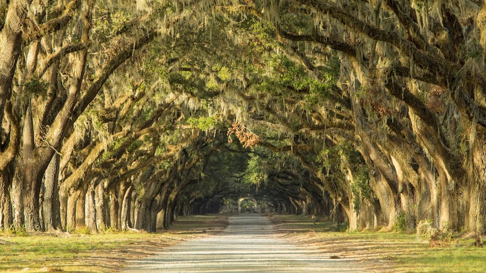 A tree-lined pathway with Spanish moss.
