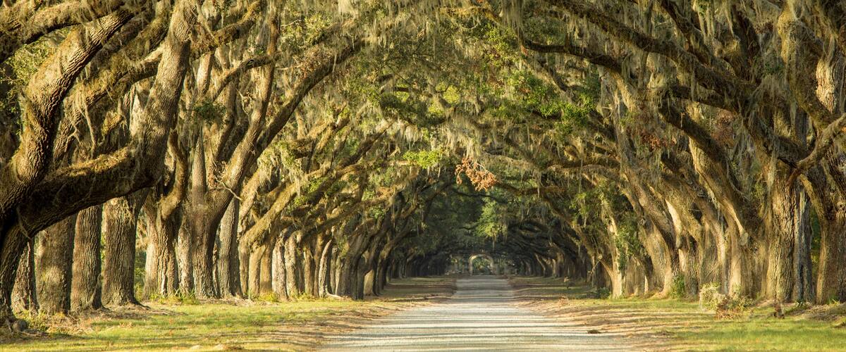A tree-lined pathway with Spanish moss.