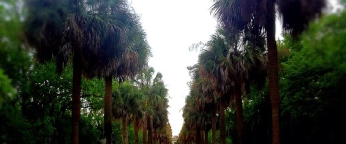 This area was first developed in 1910, but most homes were built in the 1930s and 1940s. The neighborhood is considered one of the most affluent within city limits by local residents.
Marketed as Chatham Crescent by Granger’s Chatham Land and Hotel Company, the Granger Tract took its design from the Beaux Arts plan popular at the time. At various points in the neighborhood, city blocks were punctuated with 1-acre (4,000 m2) circles (named for city and county officials), a crescent-shaped street, and a landscaped mall.
At the end of the palmetto-lined mall stretching between Maupas Avenue to 47th Street was to be the centerpiece of Chatham Crescent – a magnificent tourist facility called the Hotel Georgia. The Spanish Revival-style hotel was designed by noted architect Henrik Wallin, who assisted Henry Bacon with New York’s Astor Hotel. Apparently the developers hoped that wealthy Northerners would check into what was to be a luxurious hotel and decide to purchase a second home in Chatham Crescent. Unfortunately, the hotel encountered numerous problems and barely got off the ground. 
Eventually, Savannah High School (now the Savannah Arts Academy) was built on the nearly eight acres of land set aside for the hotel.