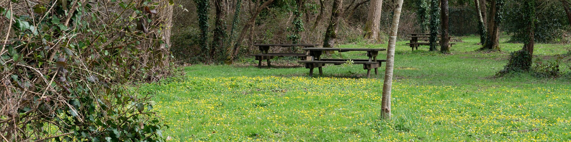 Un parque con mesas de picnic y flores amarillas en el césped.