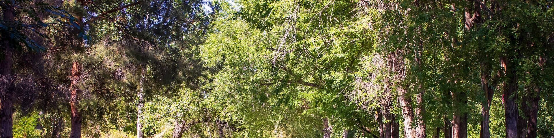 Stroll through a Boise Park
