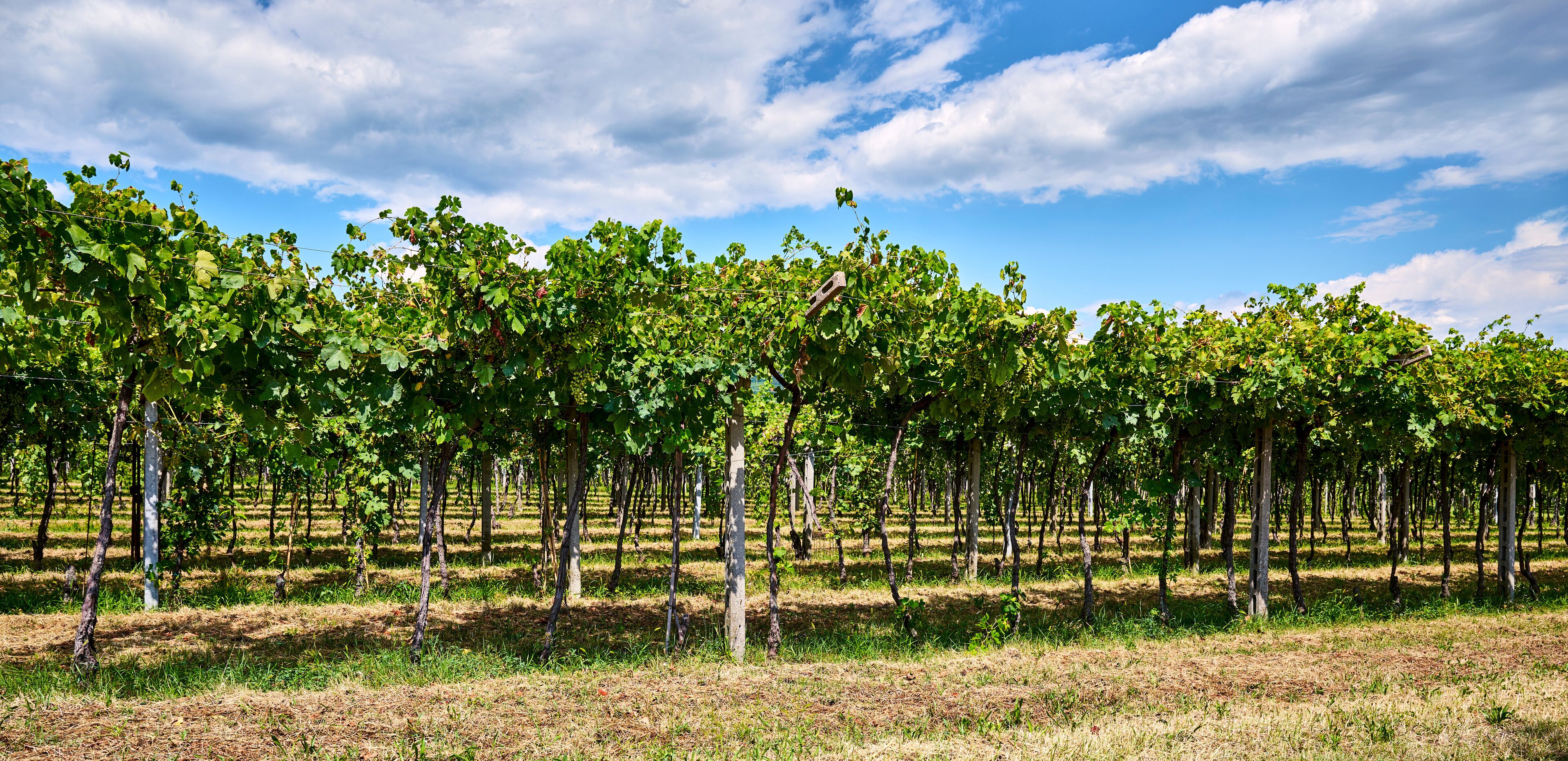 Vineyard rows stretch under a clear sky in mid-summer, San Pietro in Cariano, Verona, Italy