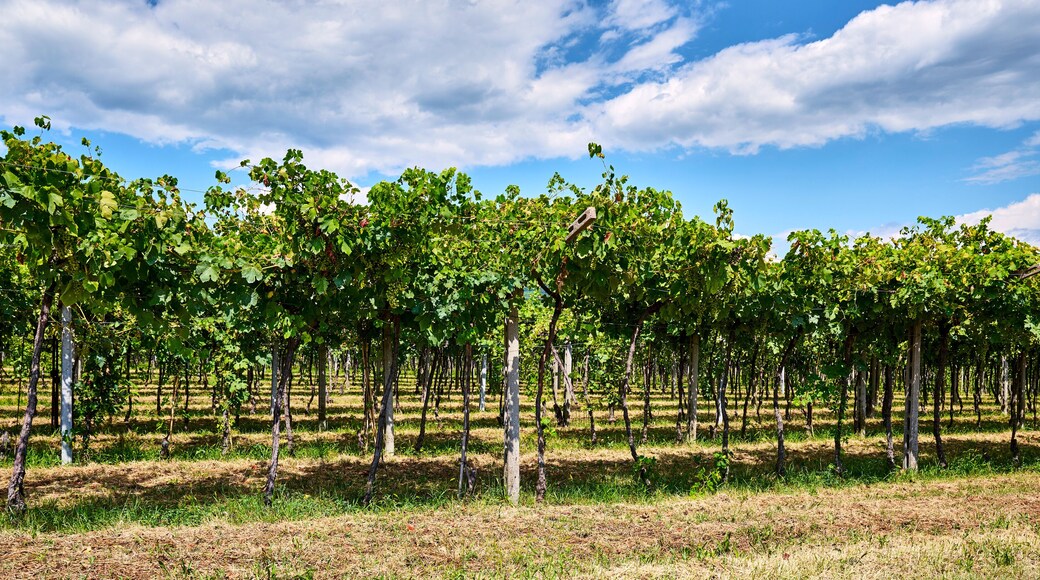 San Pietro in Cariano