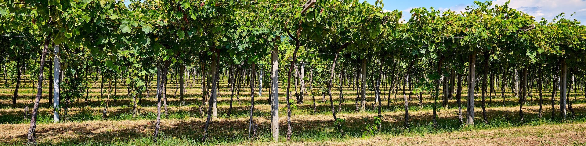 Vineyard rows stretch under a clear sky in mid-summer, San Pietro in Cariano, Verona, Italy