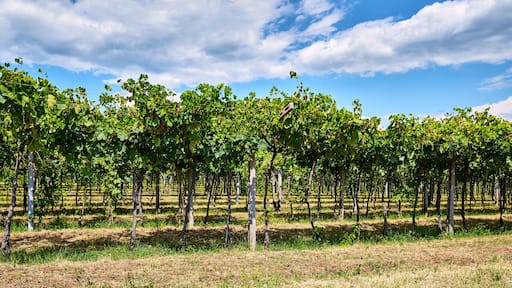 San Pietro in Cariano