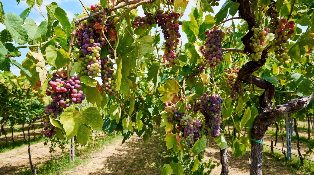 San Pietro in Cariano