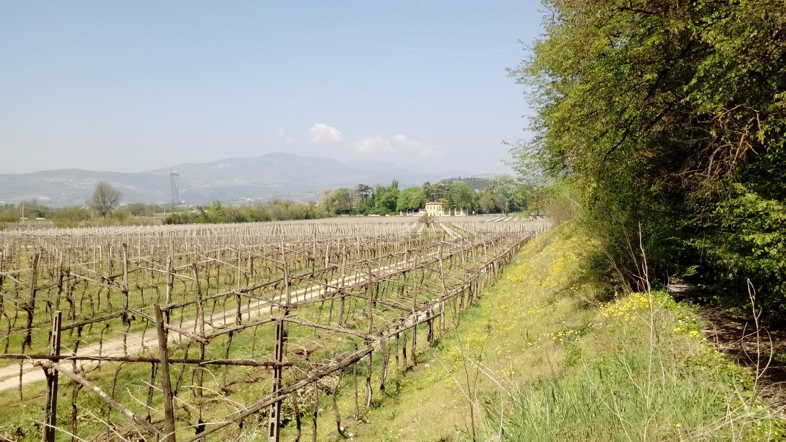A vineyard with rows of grapevines, a building in the distance, and a mountain range in the background.