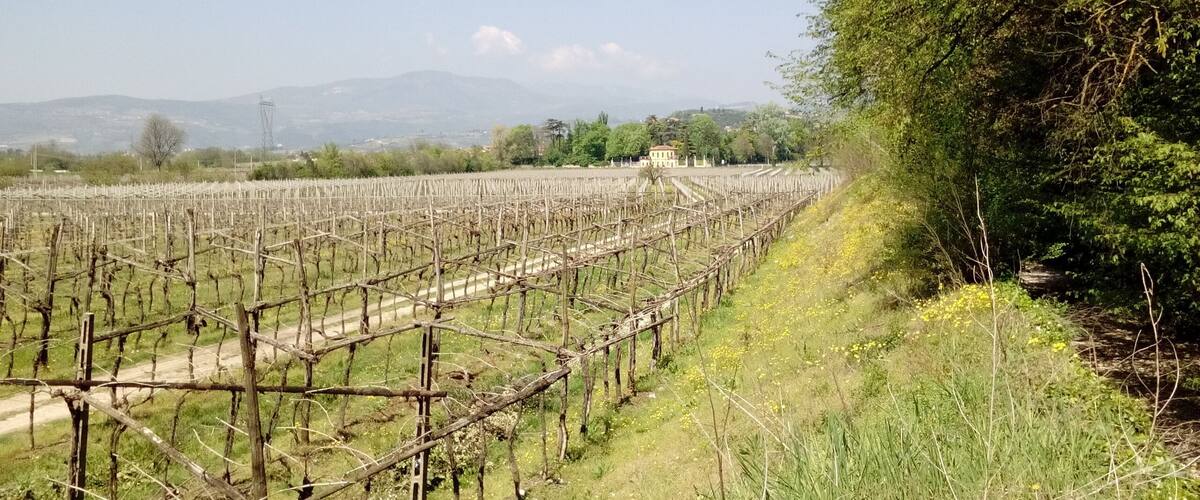 A vineyard with rows of grapevines, a building in the distance, and a mountain range in the background.