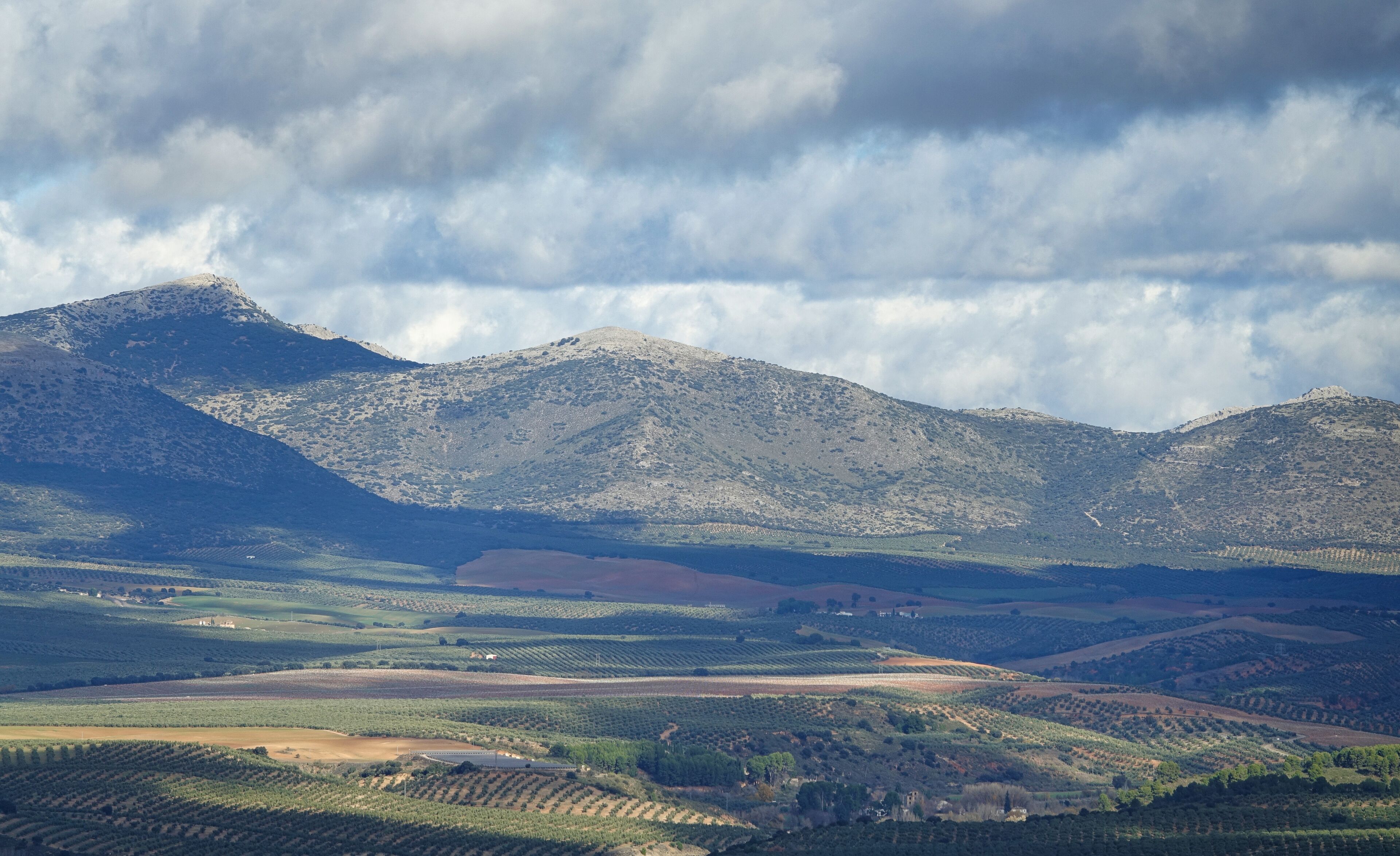 Andalusian countryside landscape with hills planted with olive trees and some holm oaks between them