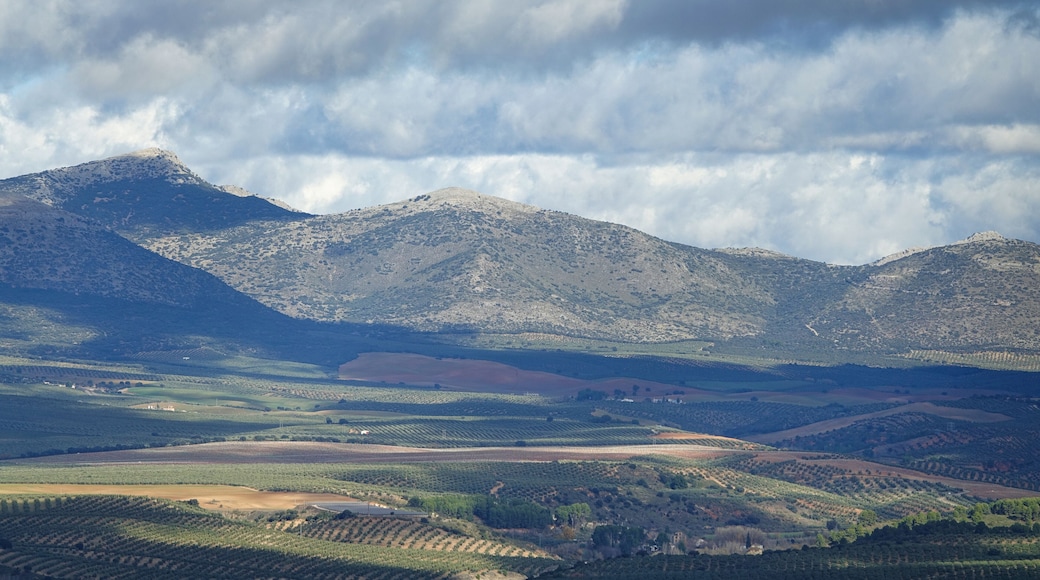 Andalusian countryside landscape with hills planted with olive trees and some holm oaks between them