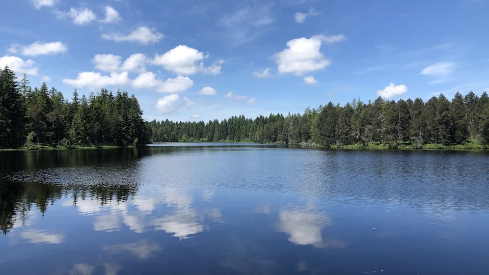 A calm lake surrounded by dense forest under a clear blue sky.