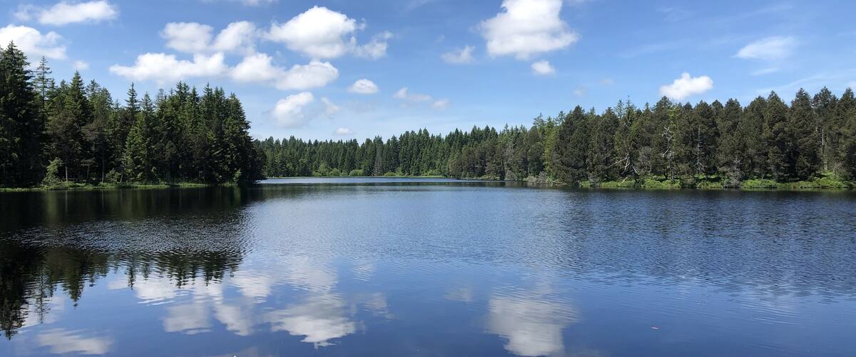 A calm lake surrounded by dense forest under a clear blue sky.