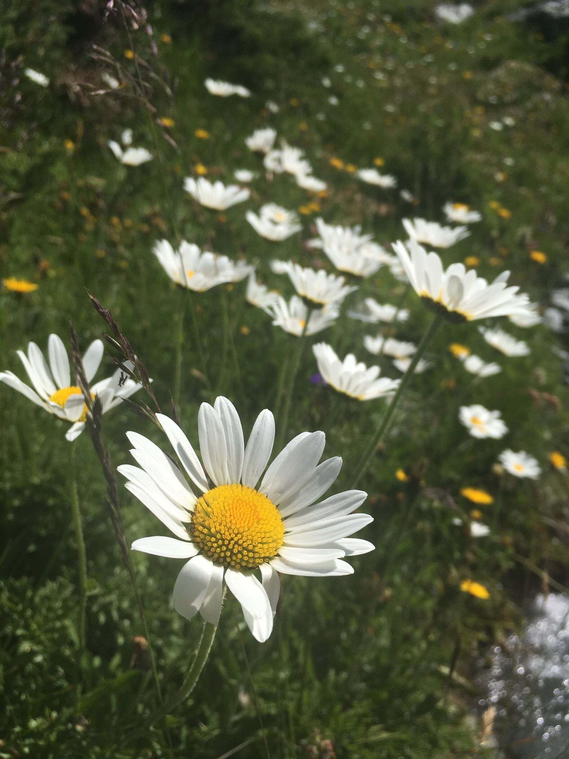 If you want to see lots of flowers go to the refuge du Grand Bec 
it’s about 5 hours of walking to Champagny Le Haut 
La Couaz and for the return you can pass by Fontaine Froide and there you can see lots of beautiful flowers 

Champagny is a great place for hikers 

Great treks : Plaisance Col du Plan de Séry 
Refuge de la Glière for beginning 
Le Tovet 
Refuge du Plan des Gouilles 
Lécheron 
Froide Fontaine 
#TroveOnTuesday-vive laFrance!
#perspectives
#nature