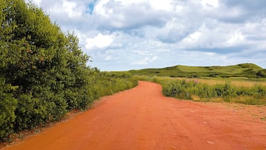 Una strada sterrata serpeggia attraverso un paesaggio verde con dolci colline sullo sfondo.