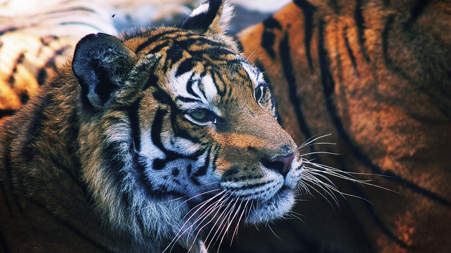 The Paseo del Rio Orizaba is a free zoo that is located along the Orizaba River side. This tiger is one of four tigers that where rescued from a circus by the government an are now living in this zoo.