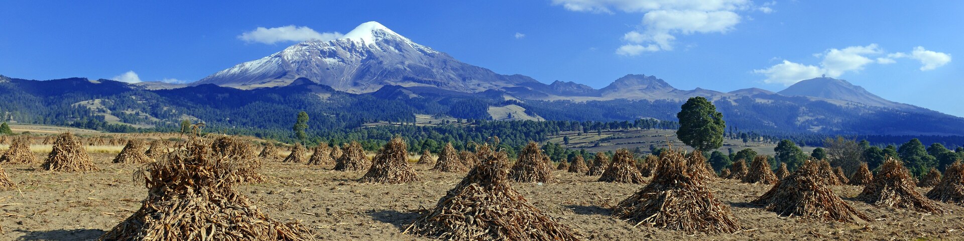 Um campo de espigas de milho secas com uma montanha nevada ao fundo.