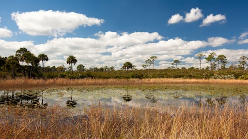 Scene of pond in Jonathan Dickinson State Park, Florida