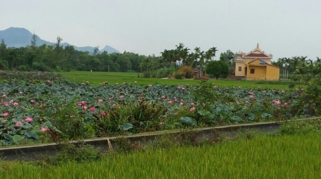 Hire a bike and get the ferry across from Hoi An for a rural recharge. Super easy riding even for a complete cycling novice. Lovely countryside and friendly locals who call greetings as you pass. Lotus flowers, rice fields and water buffalos are amongst the passing scenes you'll see. Wood carving village is also there to see.