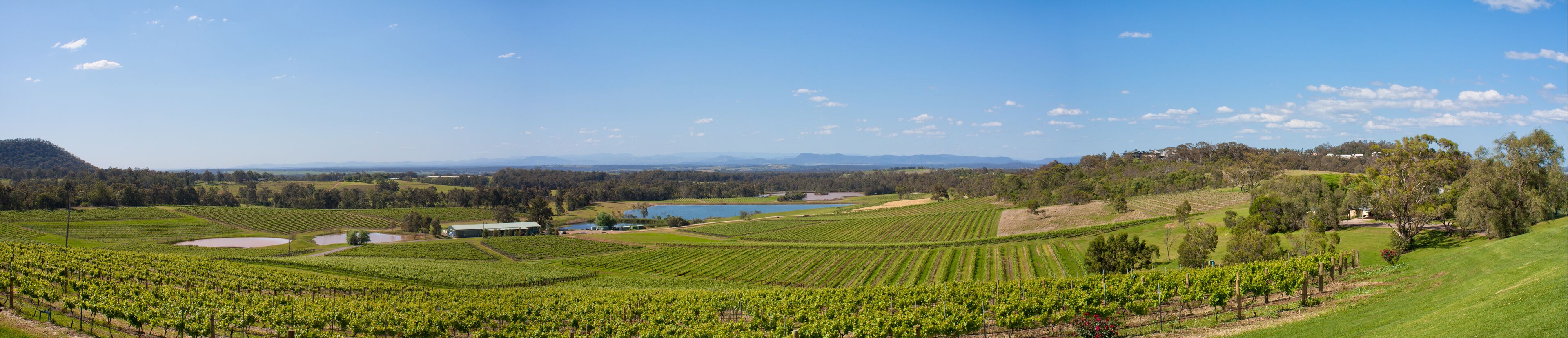A vineyard landscape with rows of grapevines, a lake, and distant mountains under a clear sky.