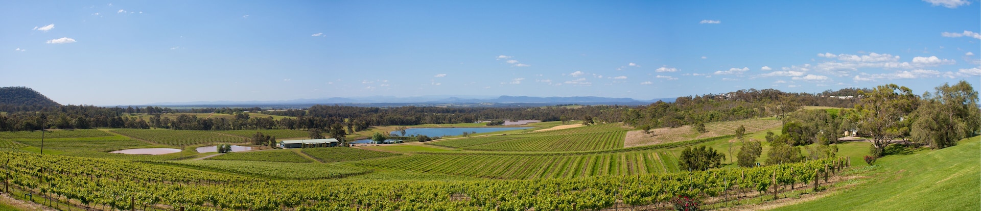Paisagem de vinhedo com fileiras de videiras, um lago e montanhas ao longe sob um céu claro.
