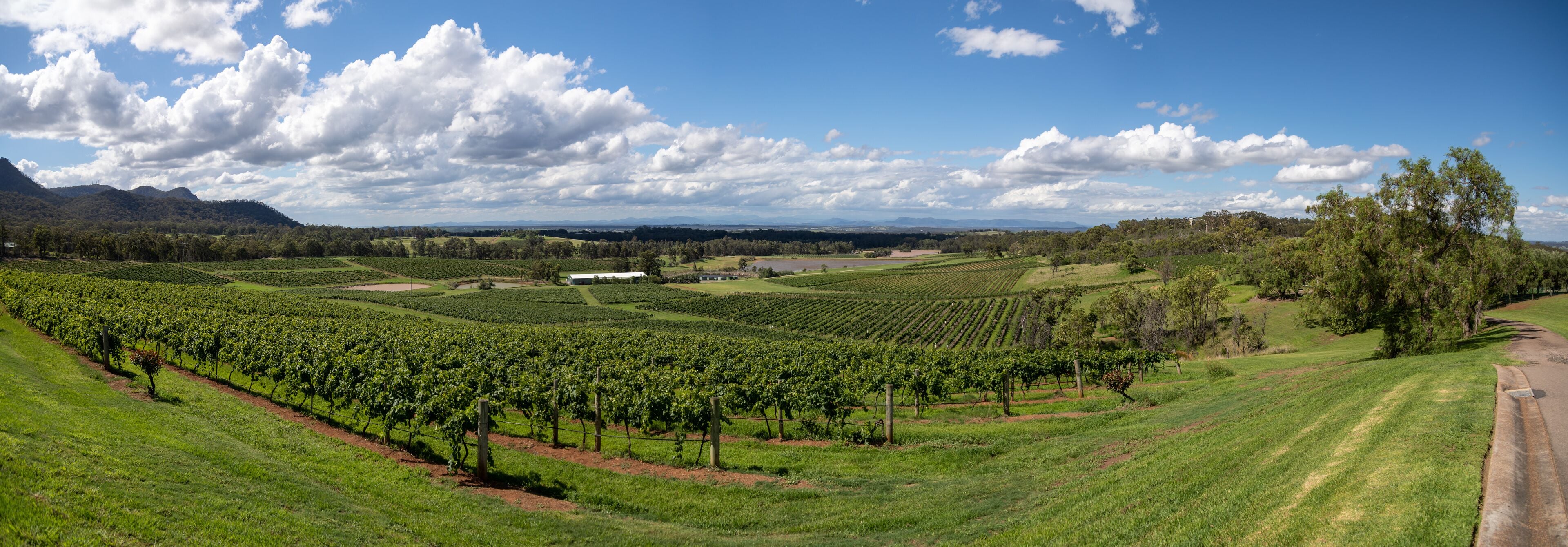 A vineyard with rows of grapevines, a white building, and a mountainous landscape under a partly cloudy sky.