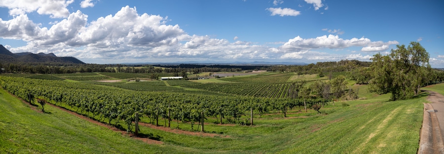 A vineyard with rows of grapevines, a white building, and a mountainous landscape under a partly cloudy sky.