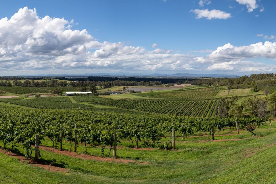 A vineyard with rows of grapevines, a white building, and a mountainous landscape under a partly cloudy sky.