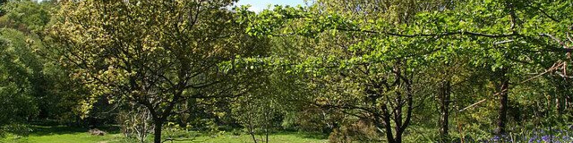 Park Wood, Ebchester Bluebells in a clearing in Park Wood.