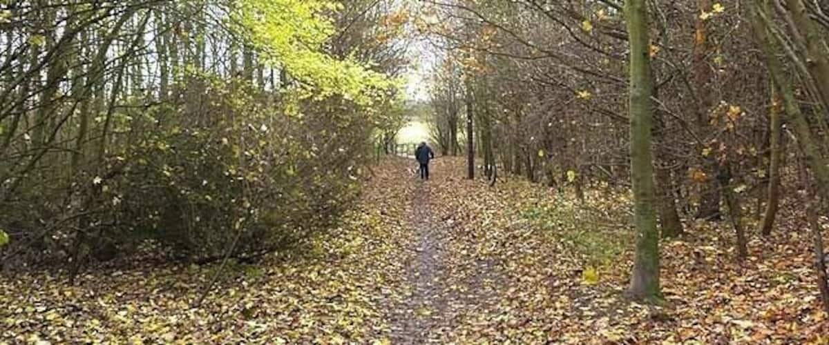 A forest path with yellow leaves and trees.
