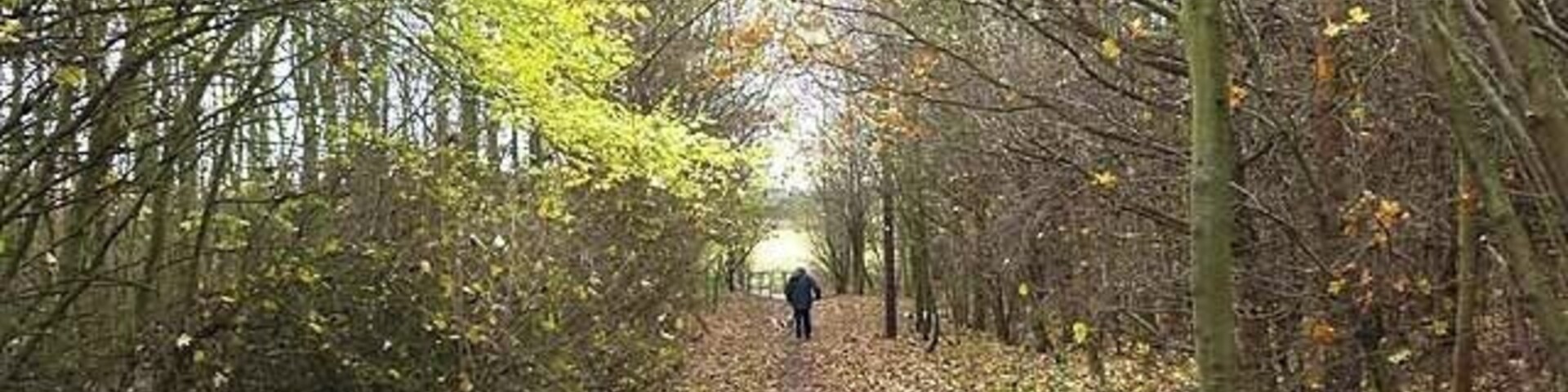 A forest path with yellow leaves and trees.