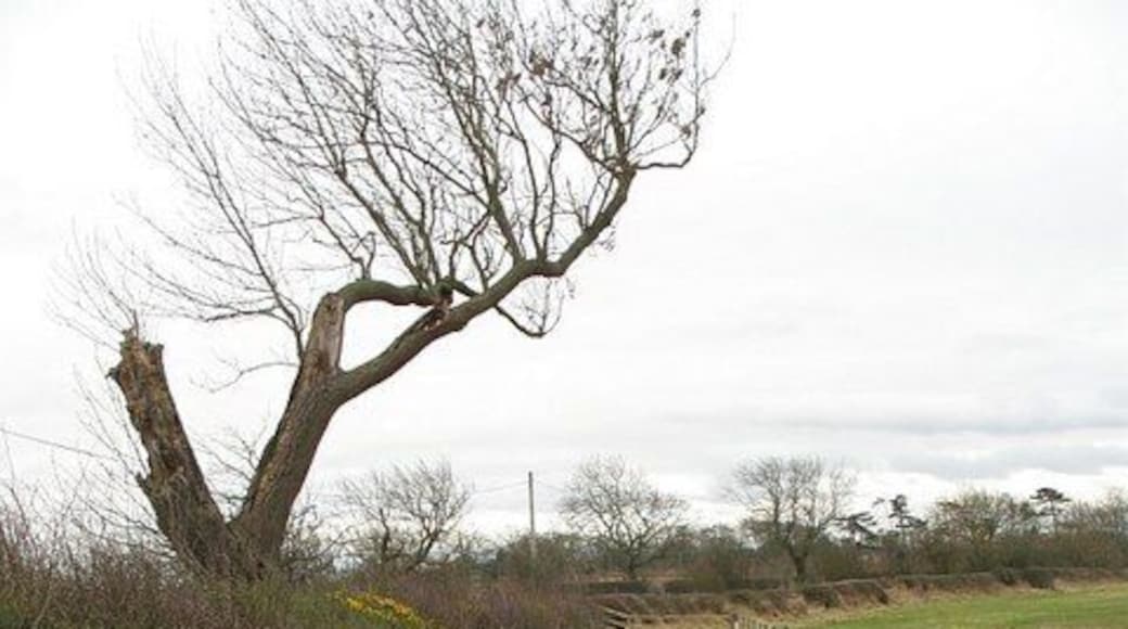 New ditch, Carr Grange Newly dug ditch between the field (a former open cast mine) and road.