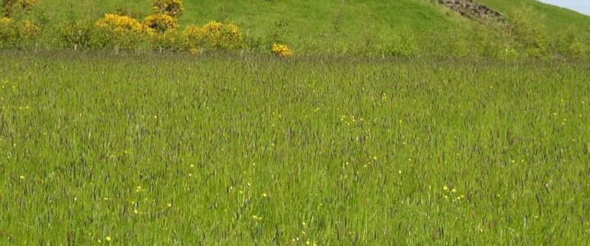A grassy hill with a windmill and scattered bushes.