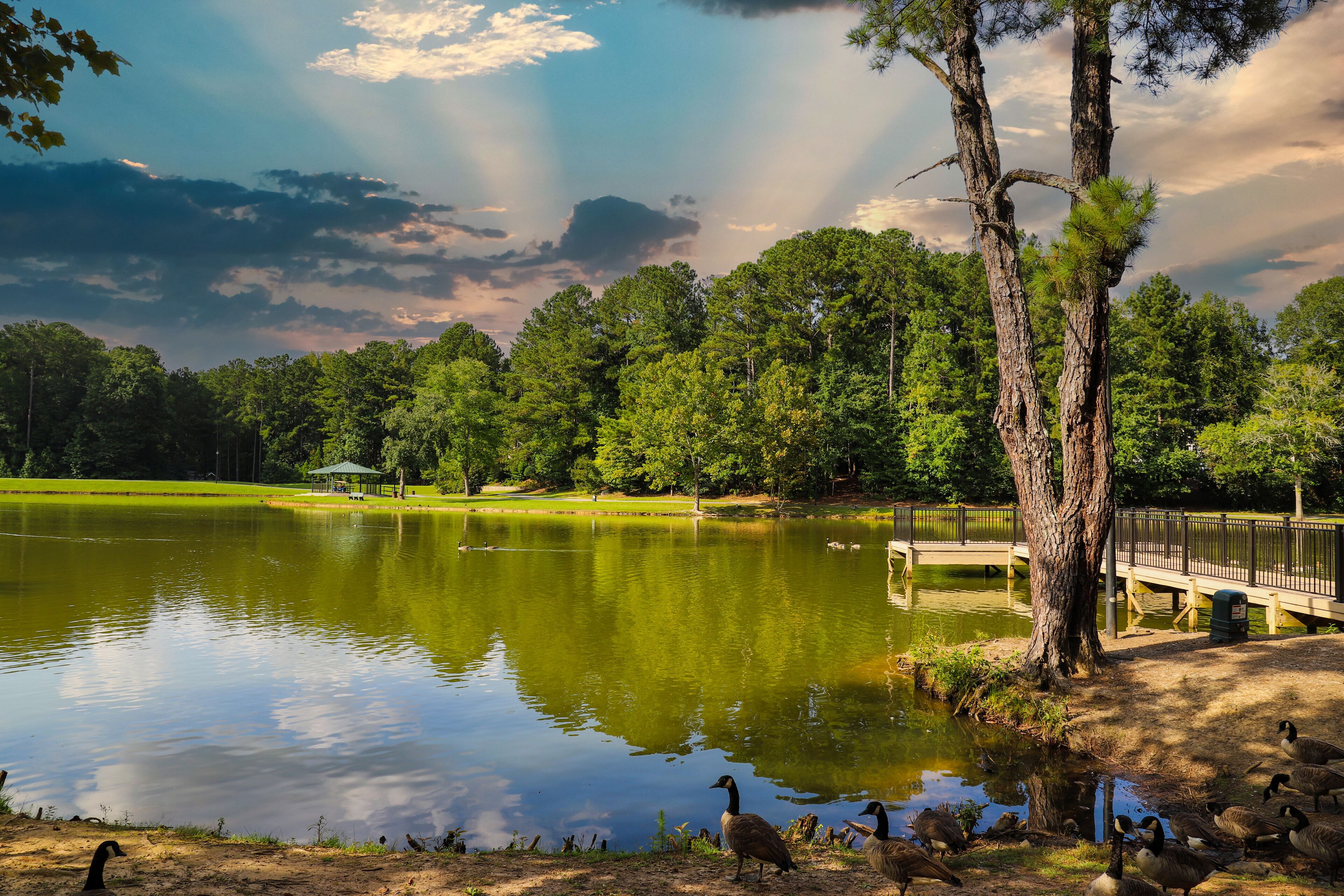 a gorgeous shot of the still green lake water with lush green trees reflecting off the lake, a wooden dock with black rod iron railing, ducks and geese with blue sky and clouds at Huddleston Pond Park