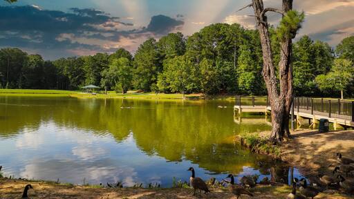 a gorgeous shot of the still green lake water with lush green trees reflecting off the lake, a wooden dock with black rod iron railing, ducks and geese with blue sky and clouds at Huddleston Pond Park