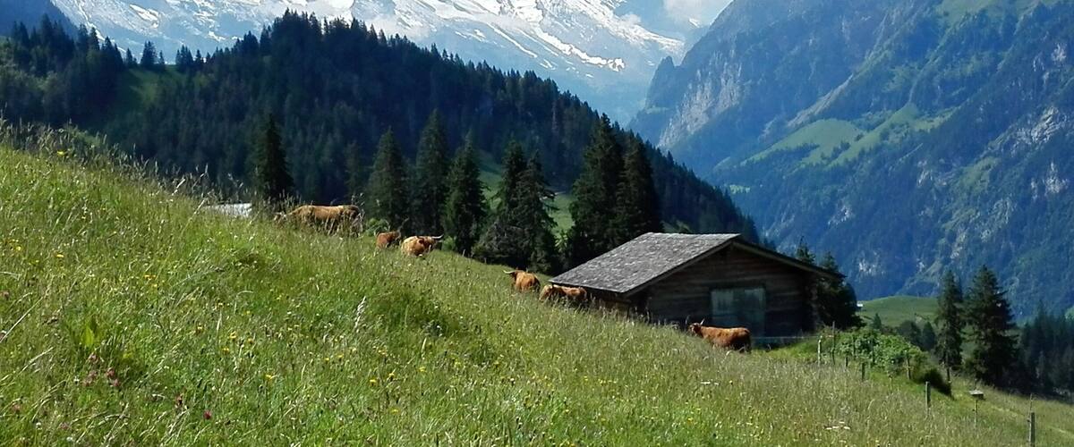 A wooden cabin in a grassy field with cows grazing, surrounded by snow-capped mountains and dense forests.