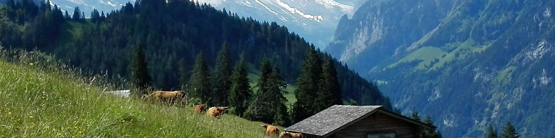 A wooden cabin in a grassy field with cows grazing, surrounded by snow-capped mountains and dense forests.